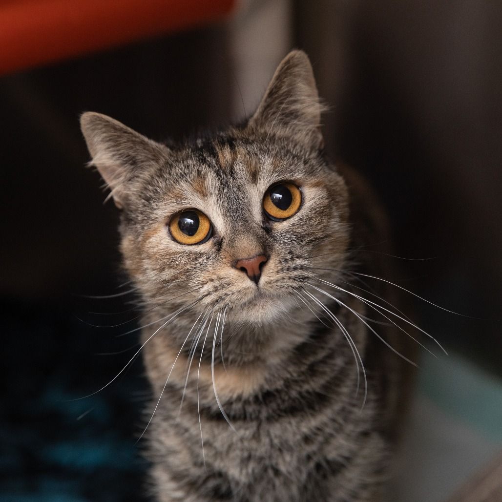 Hello my name is "Artemis"