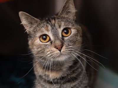 Hello my name is "Artemis"