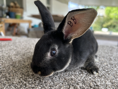 Rex Rabbit/Bunny Kits