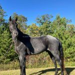 Tennessee Walker