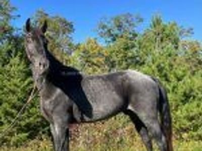 Tennessee Walker