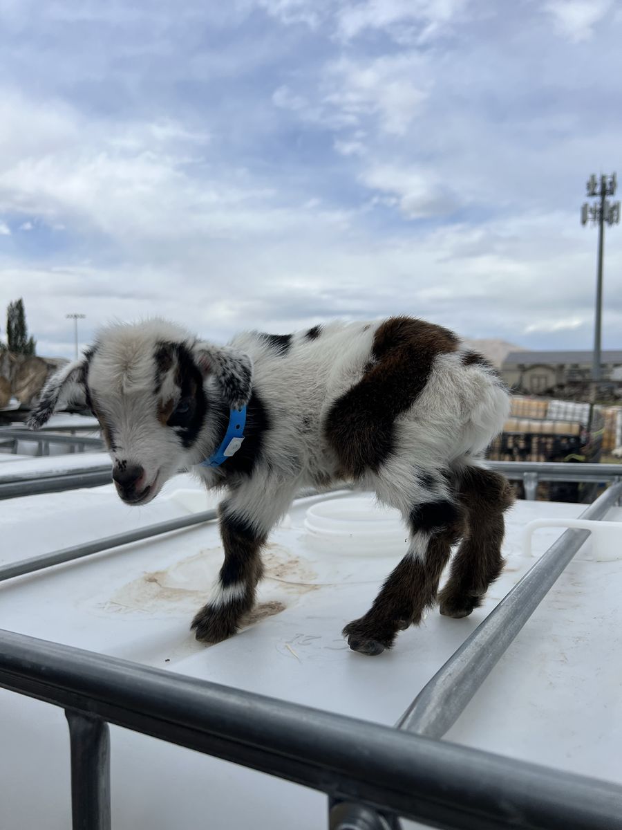 Blue Eyed Nigerian Dwarf Bottle Baby Buckling