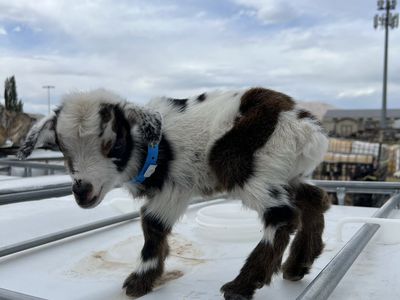 Blue Eyed Nigerian Dwarf Bottle Baby Buckling