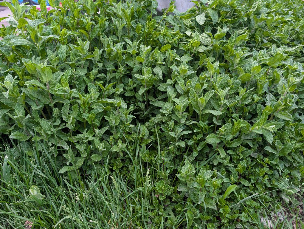 Mojave / Mojito Mint Mix Starts!