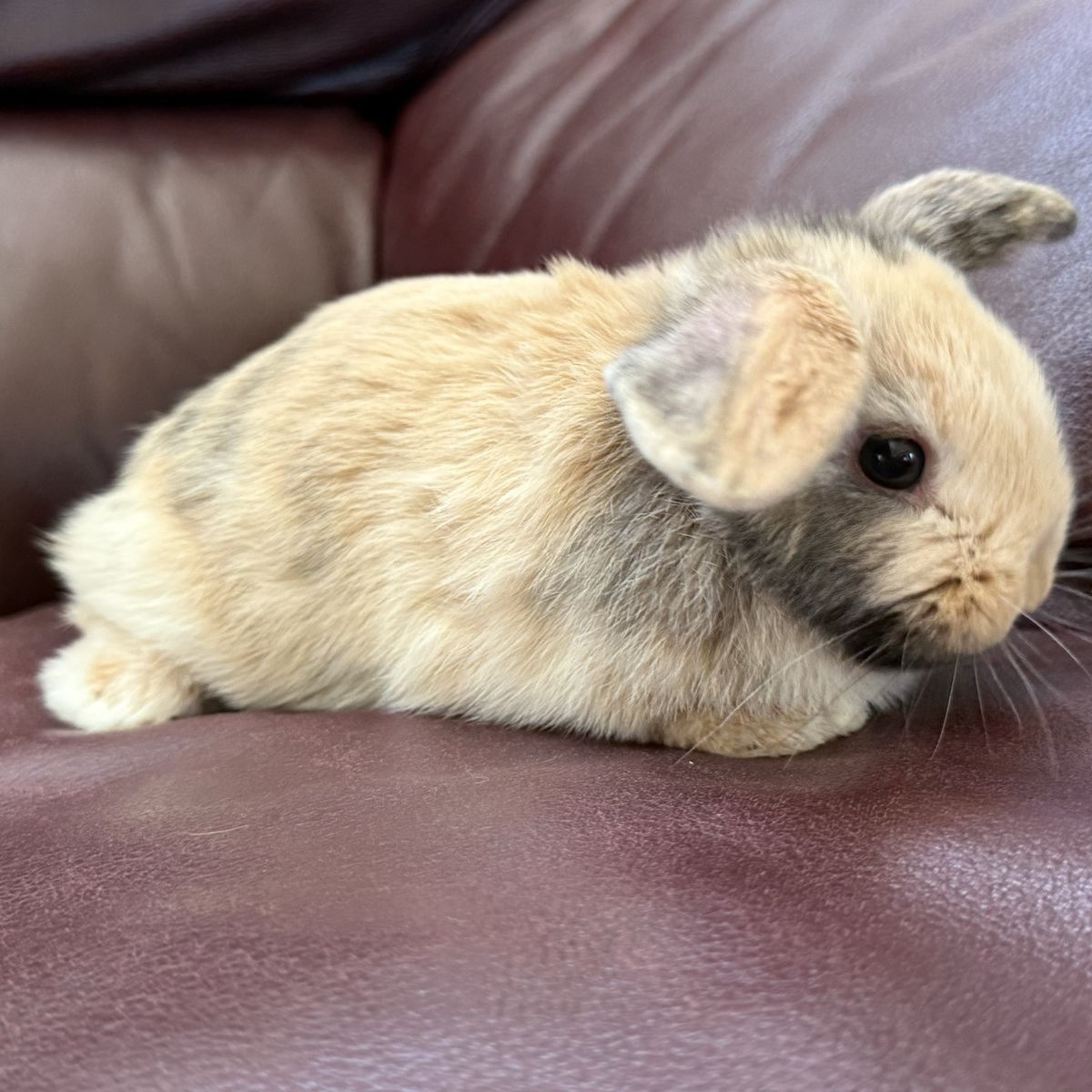 Super cute female Holland lop Litterbox trained!