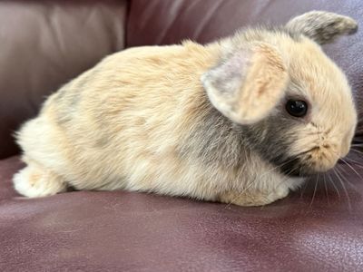 Super cute female Holland lop Litterbox trained!