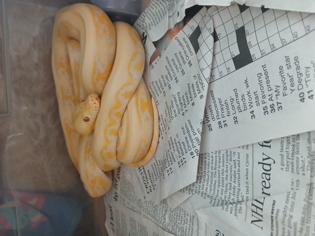 lavender albino jaguar reticulated python
