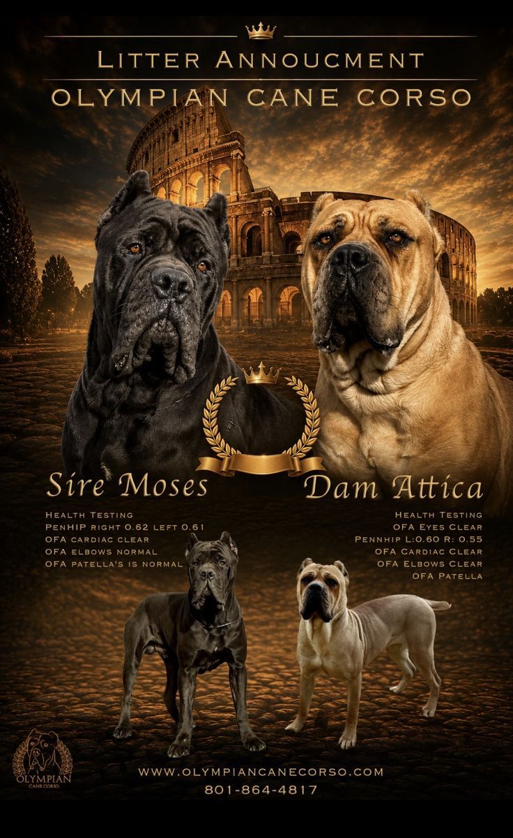 AKC Cane Corso Puppies