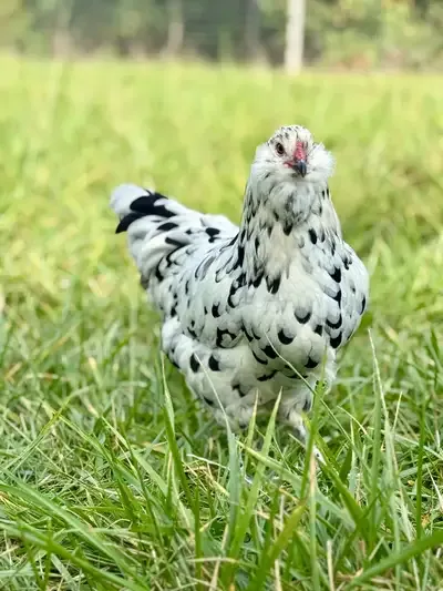 Farm‑Fresh Chicks! Rare Breeds • Coop‑Ready & Brooder Babies