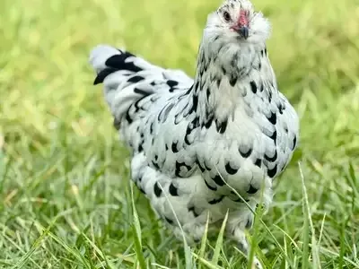 Farm‑Fresh Chicks! Rare Breeds • Coop‑Ready & Brooder Babies