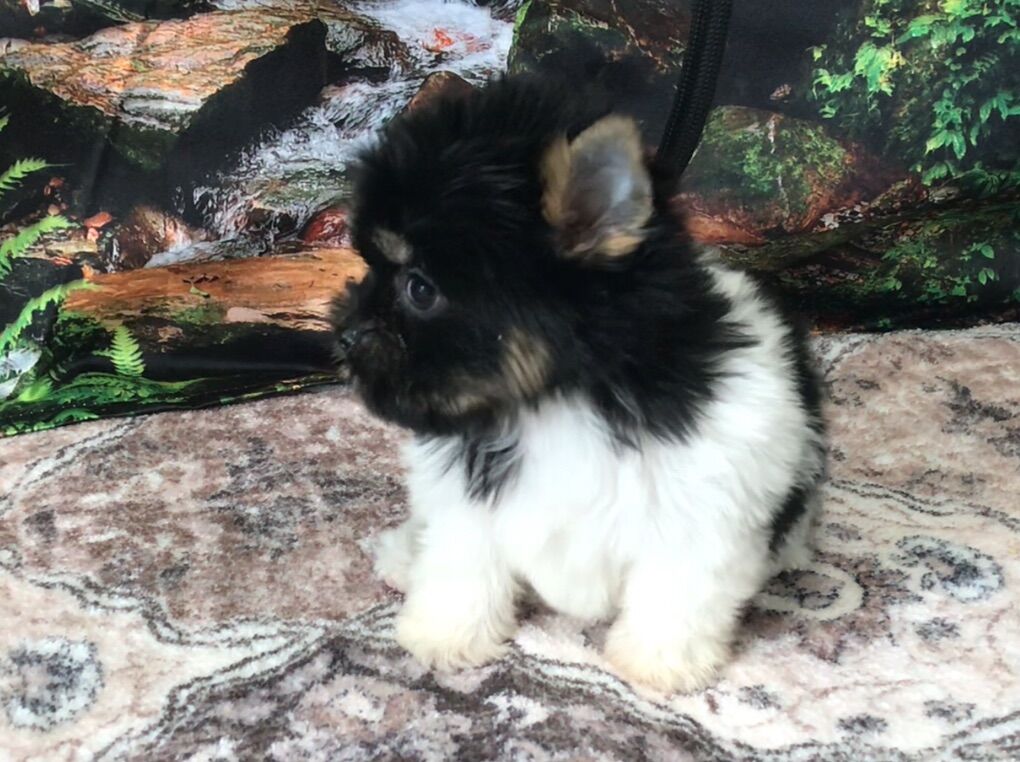 Cricket Female Yorkie Puppy Yorkshire Terrier