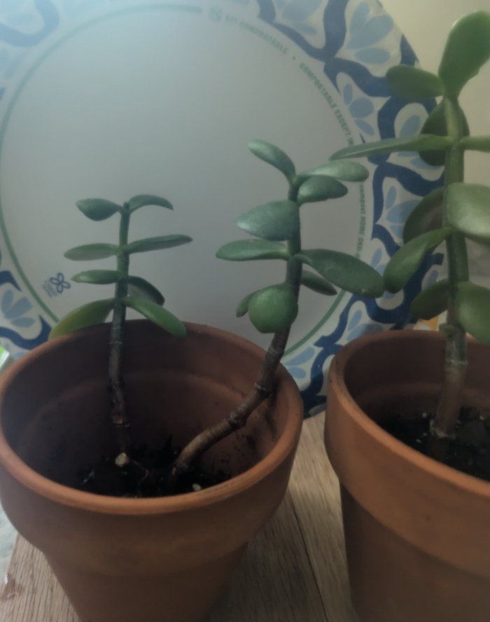 FREE jade plants