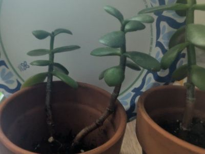 FREE jade plants