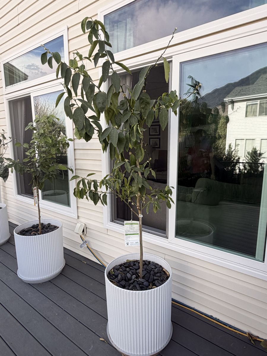 Fruiting Lime Tree In Decorative Pot