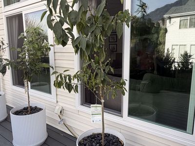 Fruiting Lime Tree In Decorative Pot