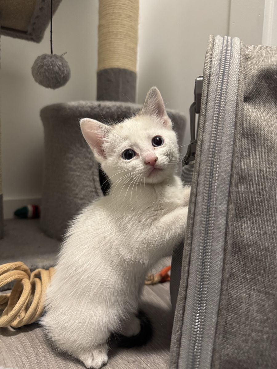 kitten
