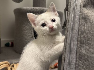 kitten