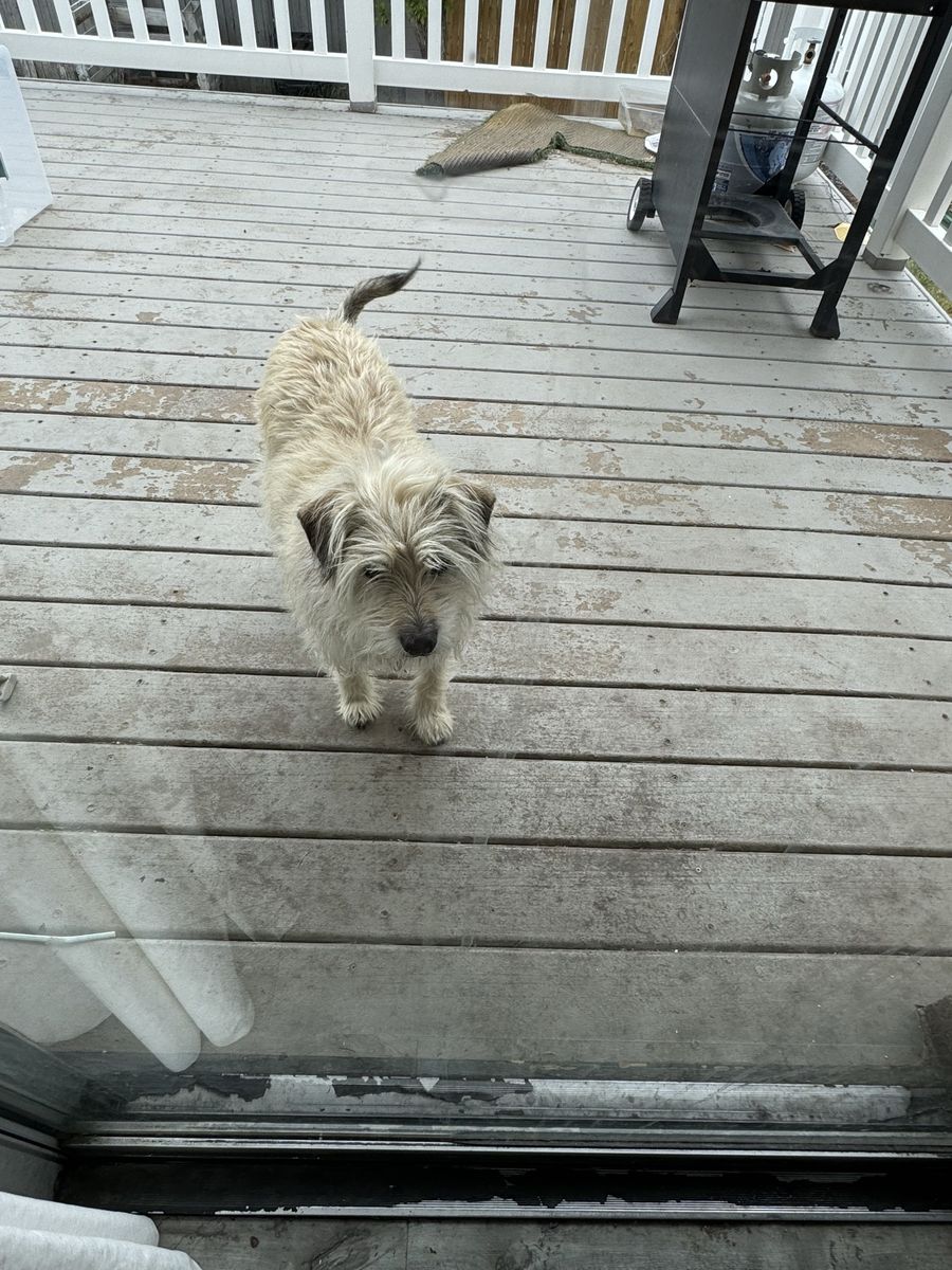 Gentle terrier mix