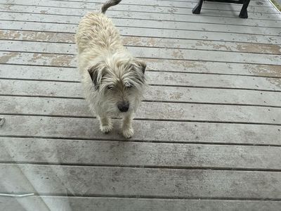 Gentle terrier mix