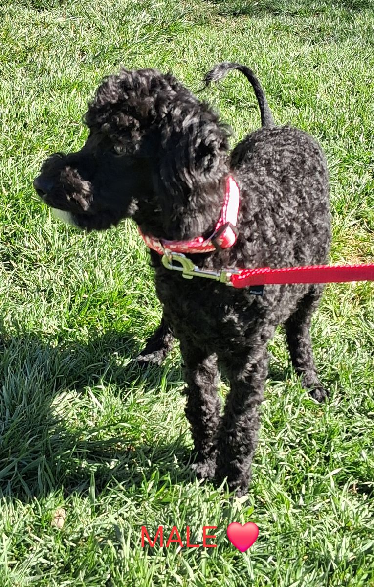 Purebred Moyen Poodles Male