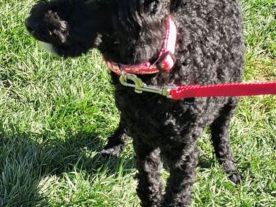 Purebred Moyen Poodles Male