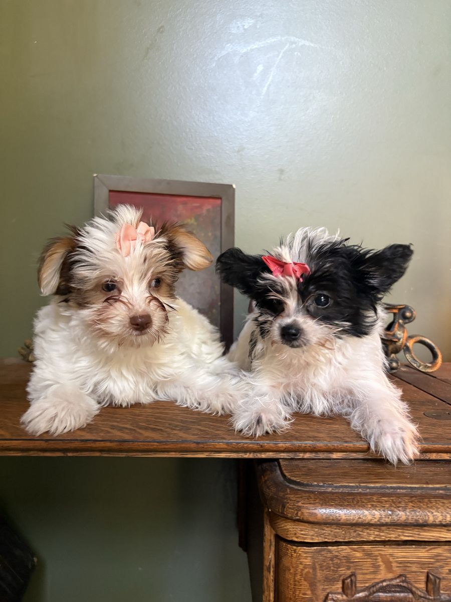 Yorkie Puppies - Adorable & Playful Companions, Ready for Their Forever Homes! Please price is firm !!