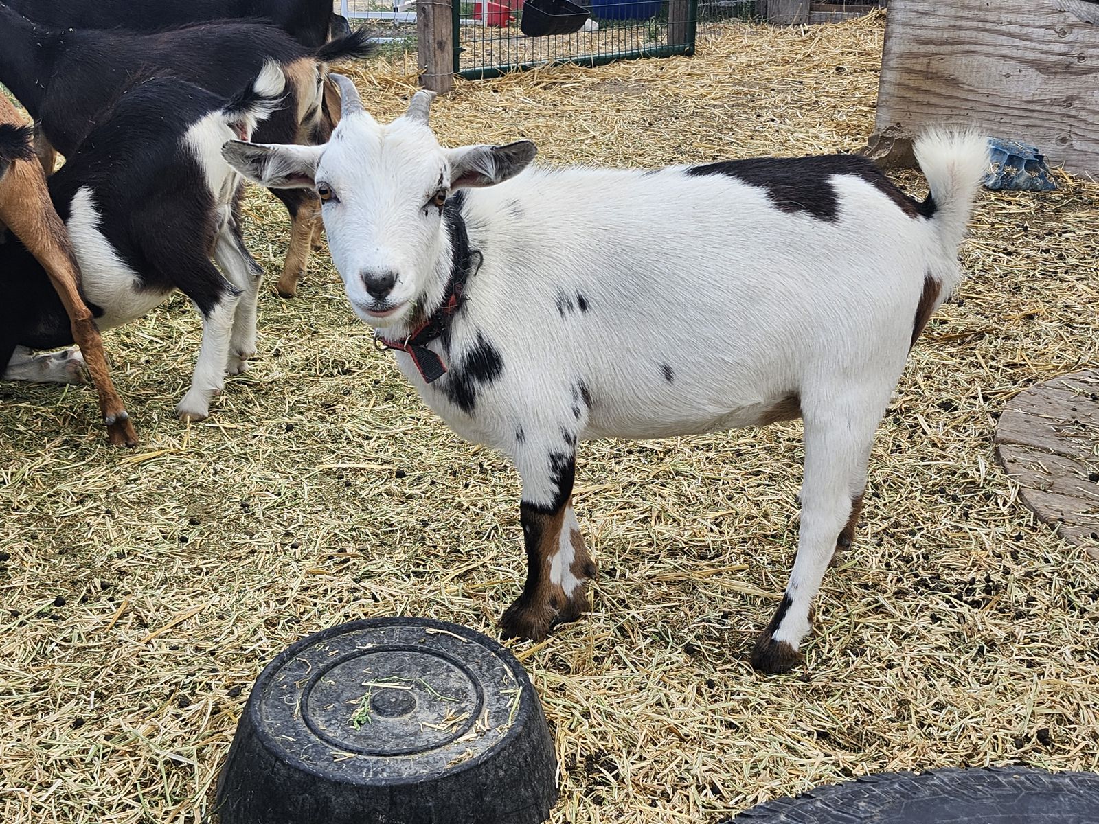 Nigerian goat