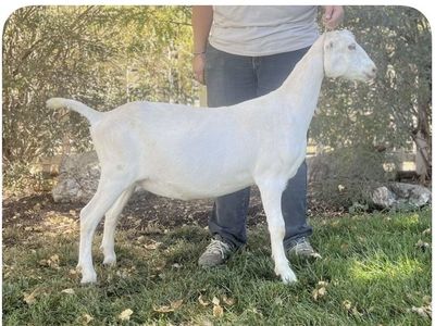 ADGA Lamancha Dairy Milking Goat in Milk Doe Femal