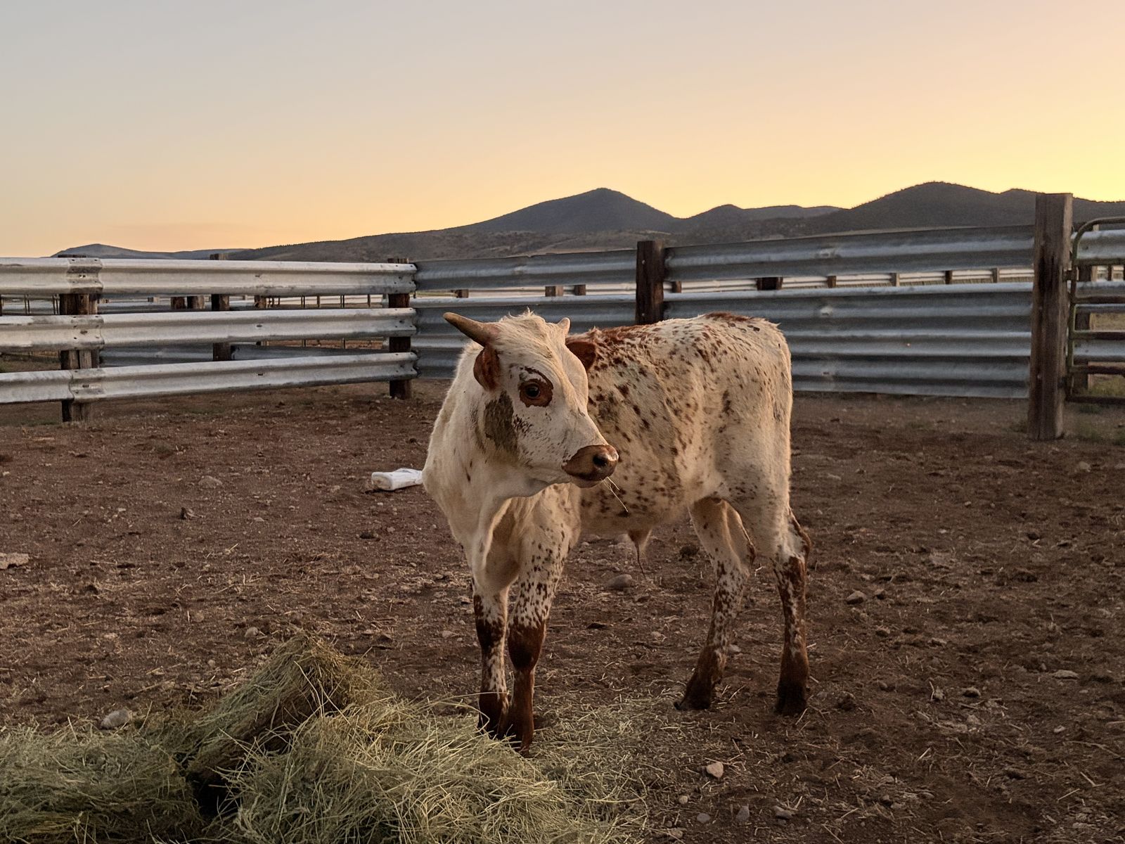 Longhorn Bull Calf For Sale
