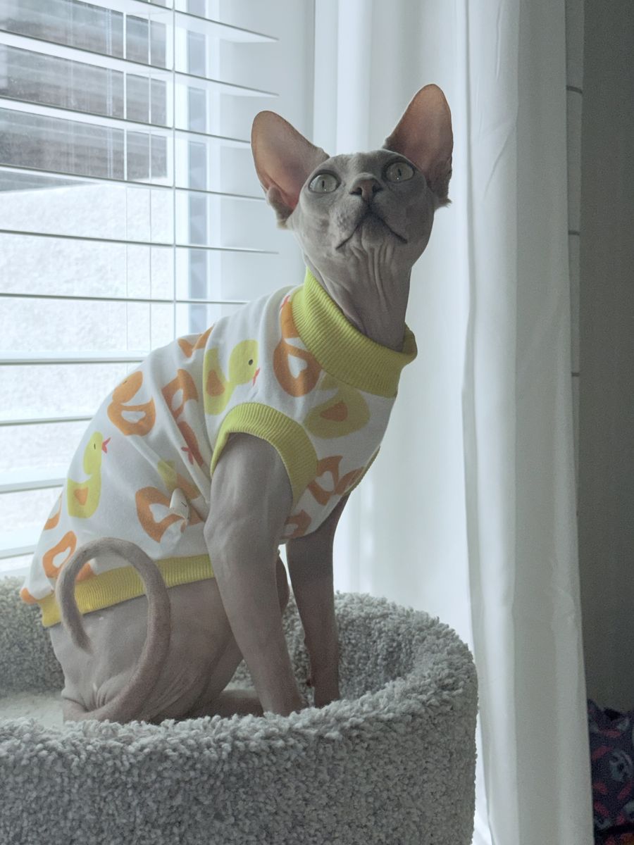 Velvet Blue Sphynx Confirmed Stud