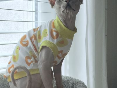 Velvet Blue Sphynx Confirmed Stud
