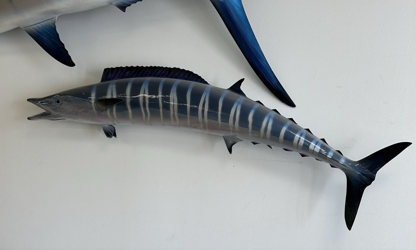 XL Wahoo Taxidermy Wall Mount Ocean Fish Decor 48" L x 20" T