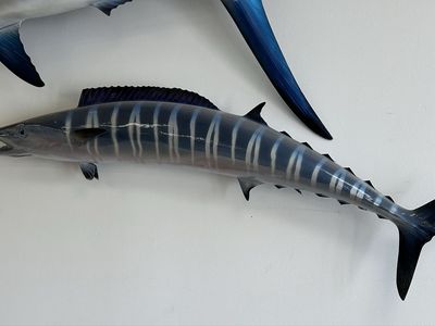 XL Wahoo Taxidermy Wall Mount Ocean Fish Decor 48" L x 20" T