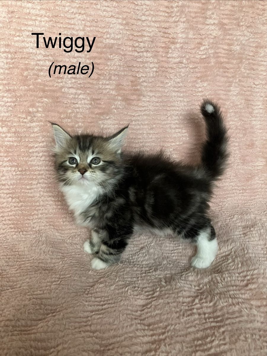 Siberian Ragdoll mix kittens for sale