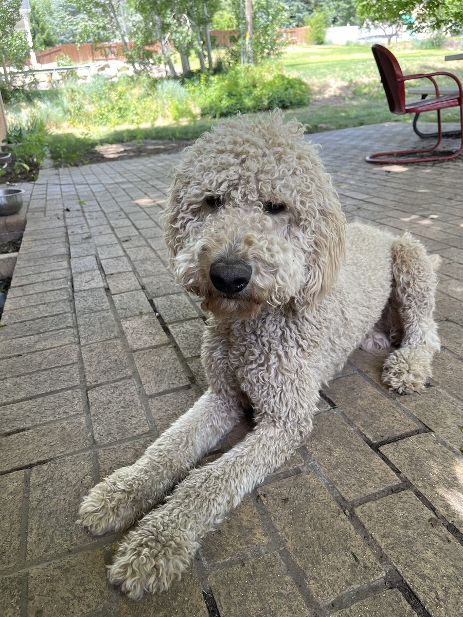 Golden doodle