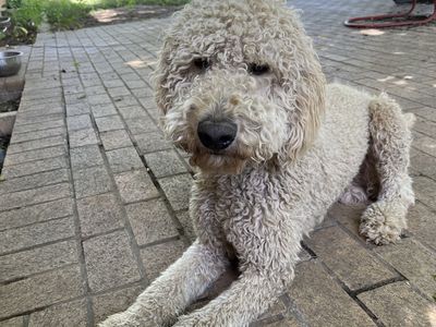Golden doodle