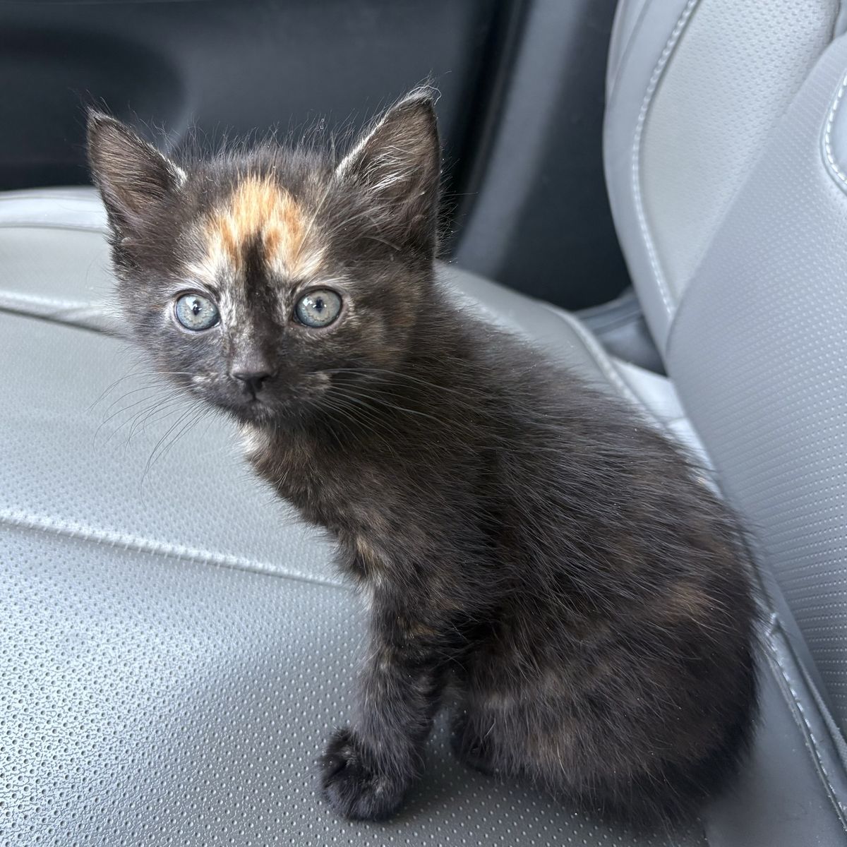 Beautiful Fluffy Tortie Girl 8wk Old Kitten