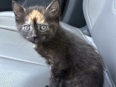 Beautiful Fluffy Tortie Girl 8wk Old Kitten