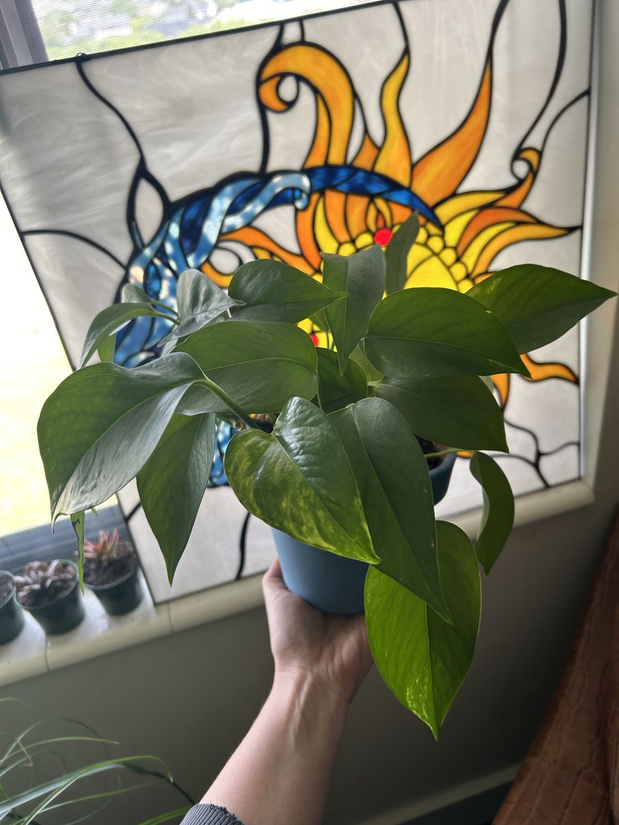 Pothos House Plant