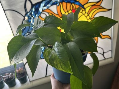Pothos House Plant