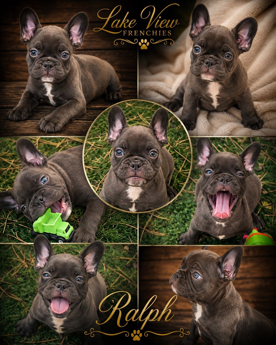 Premium French Frenchy Frenchie Bulldogs