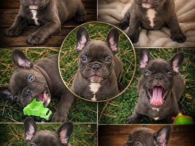 Premium French Frenchy Frenchie Bulldogs