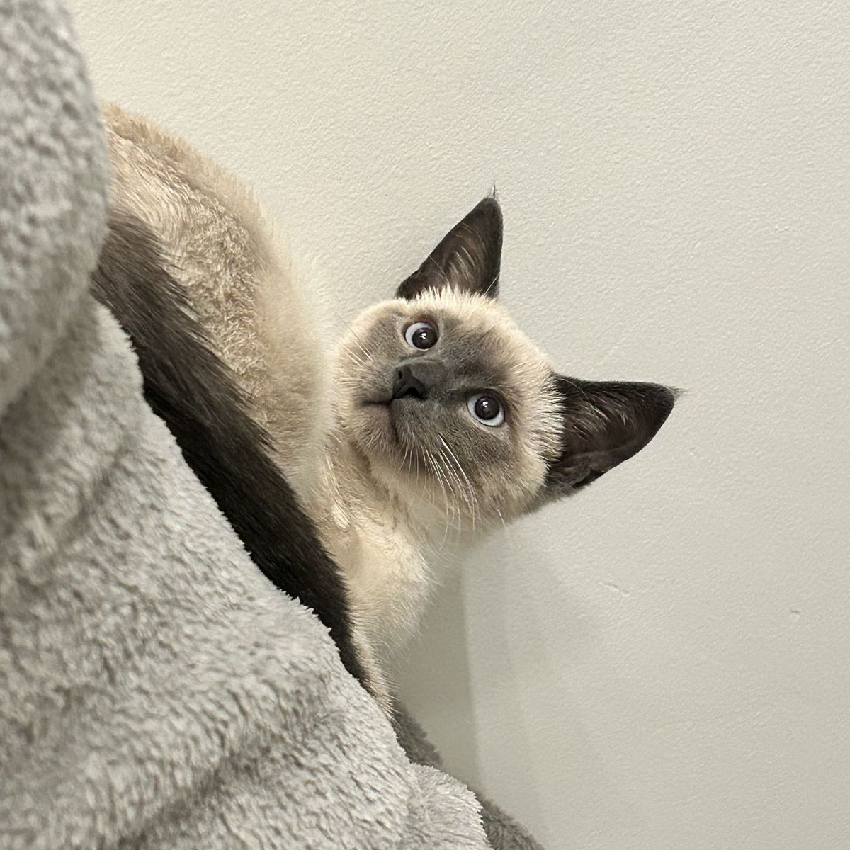 Blue Point Siamese Kitten