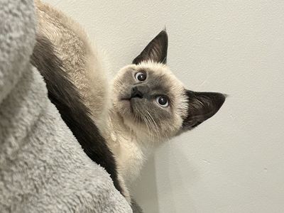 Blue Point Siamese Kitten