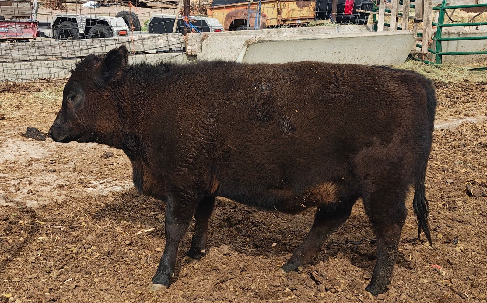 Purebred Angus Heifer