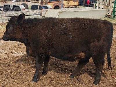 Purebred Angus Heifer