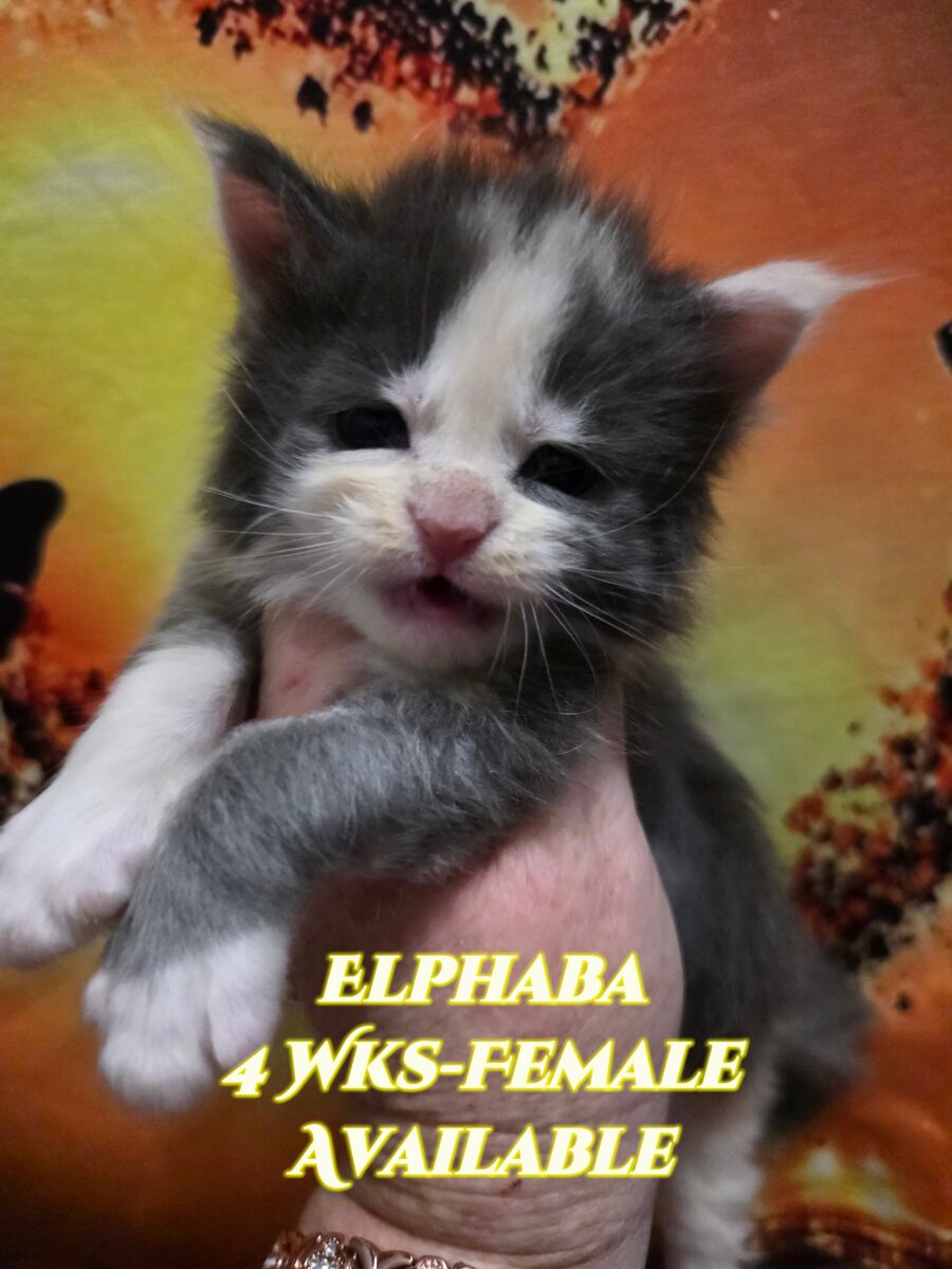 ️️ European Maine Coon Kittens ️️