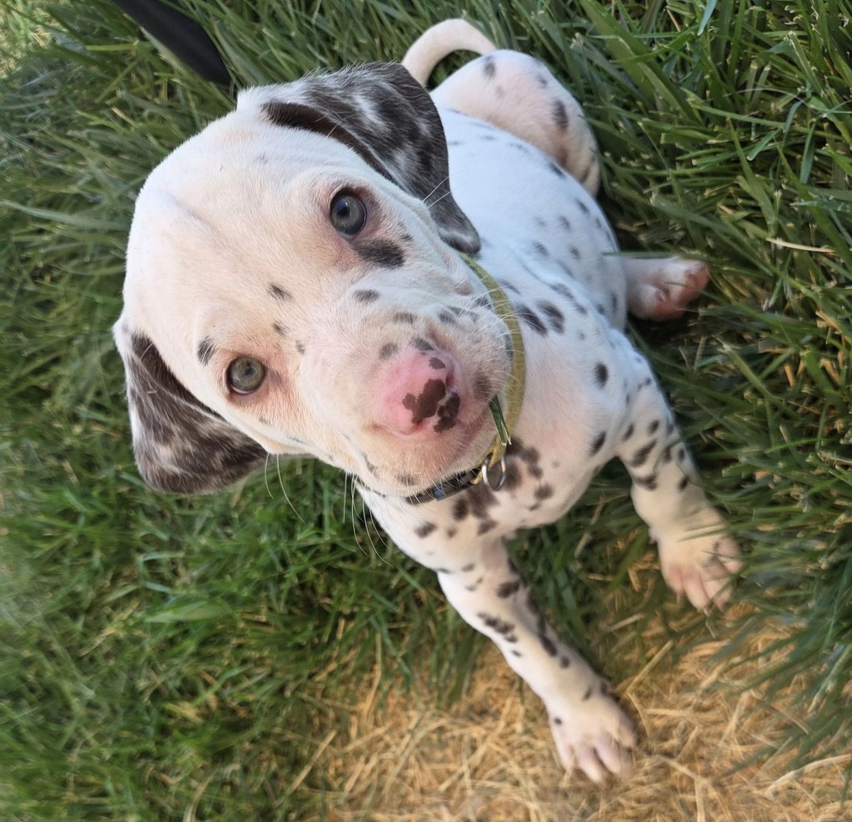 AKC Liver male Dalmatian