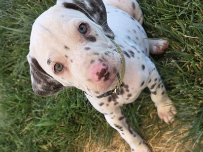AKC Liver male Dalmatian