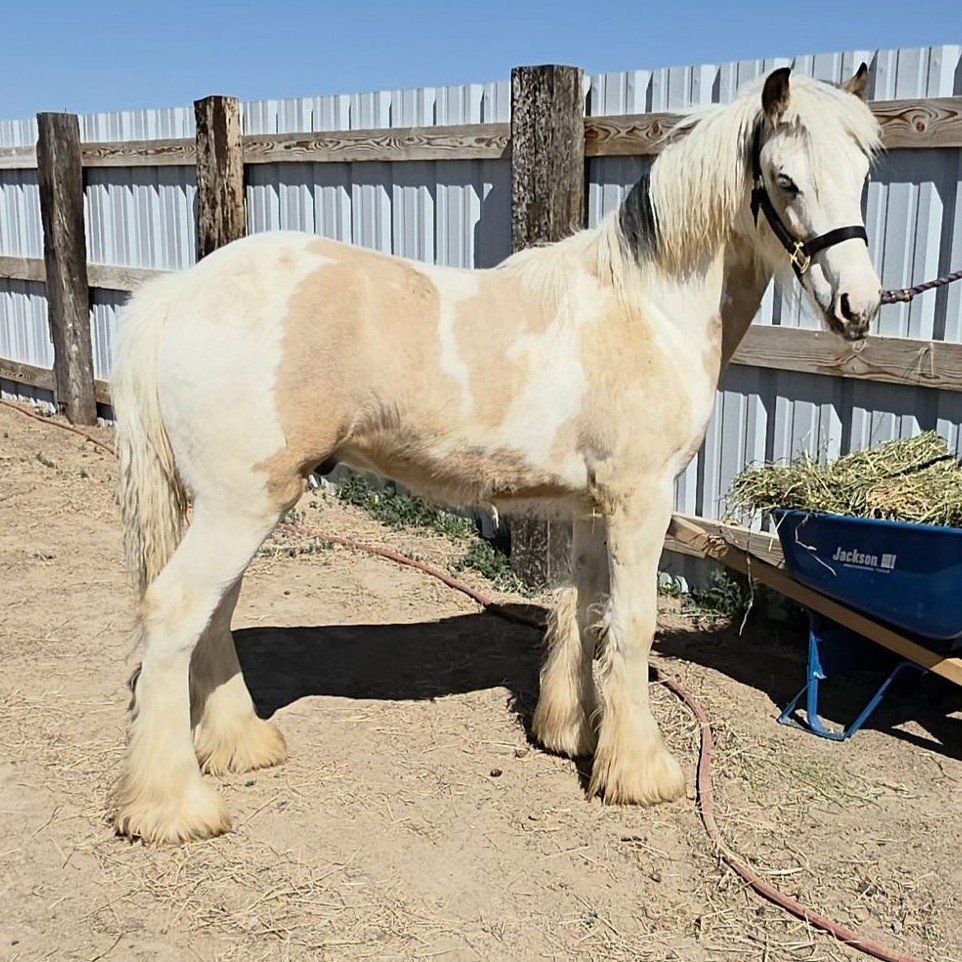 Gypsy Vanner colt buckskin tobiano